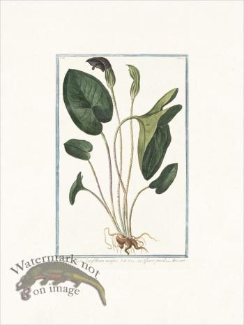 Bonelli 179 Giaro piccolo